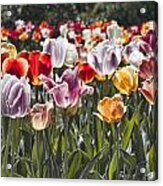 Colorful Tulips In The Sun Acrylic Print