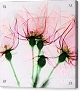 Colorized X-ray Of Roses Acrylic Print