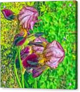 Colors Of An Iris Acrylic Print