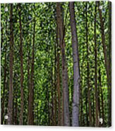 Columbia River Tree Farm 1478 Acrylic Print