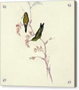 Columbian Emerald Hummingbirds Acrylic Print