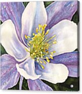 Columbine Closeup Acrylic Print