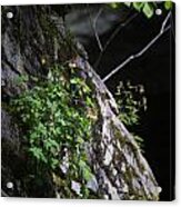 Columbine Flowers On River Rock Acrylic Print