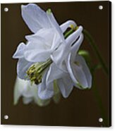 Columbine Acrylic Print