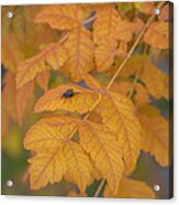 Common Fly Of Autumn Acrylic Print