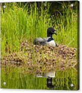 Common Loon Nesting Acrylic Print