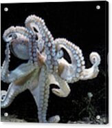 Common Octopus Acrylic Print