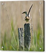 Common Snipe Just Leaving Acrylic Print