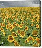 Common Sunflower Helianthus Annuus Acrylic Print