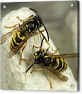 Common Wasps Acrylic Print