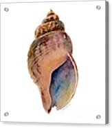 Common Whelk Shell Acrylic Print