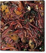 Compost Heap Worms Acrylic Print