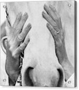 Conchita Cintron Holding The Head Of A Horse Acrylic Print