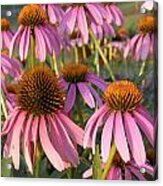 Coneflowers Acrylic Print