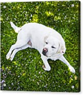 Contented Dog Acrylic Print