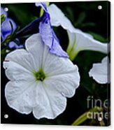 Cool Summer Petunias Acrylic Print