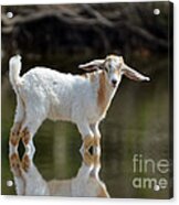 Cooling Down In A Pond Acrylic Print