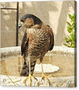 Cooper's Hawk At The Bird Bath Acrylic Print