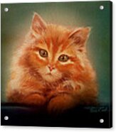 Copper-colored Kitty Acrylic Print