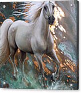 Copper Sundancer - Horse Acrylic Print