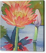 Coral Waterlilies Acrylic Print