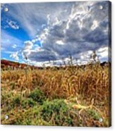 Corn Field Acrylic Print