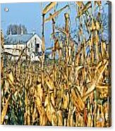 Corn Framed Barn Acrylic Print