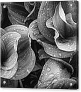 Corn Lilies - Black And White Acrylic Print