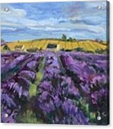Cotswold Lavender Fields Acrylic Print