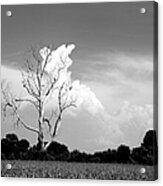 Cotton Candy Tree - Clarksdale Mississippi Acrylic Print