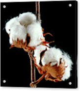 Cotton (gossypium Hirsutum) Bolls Acrylic Print