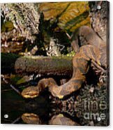 Cottonmouth In The Cypress Swamps Acrylic Print