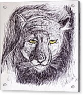 Cougar Sketch 3 Acrylic Print