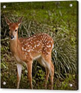 Could It Be Bambi Acrylic Print
