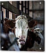 Cow In Old Stable Acrylic Print