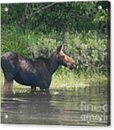 Cow Moose Breakfast Acrylic Print