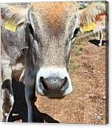 Cow On Alpine Pasture Acrylic Print