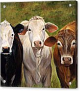 Cow Painting Of Three Amigos Acrylic Print