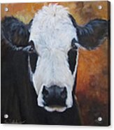 Cow Painting - Tess Acrylic Print