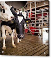 Cows And Milking Machine Acrylic Print