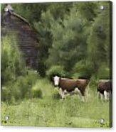 Cows By The Barn Acrylic Print