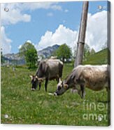 Cows - Durmitor National Park - Montenegro Acrylic Print