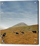 Cows In Ireland Acrylic Print