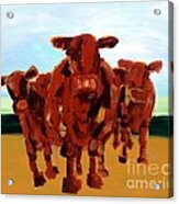 Cows Acrylic Print