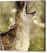 Coyote Adult Howling North America Acrylic Print