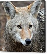 Coyote Acrylic Print