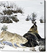 Coyote Biting A Grizzly Acrylic Print