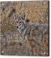 Coyote Acrylic Print