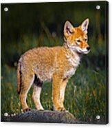 Coyote Pup Acrylic Print