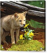 Coyote Pup Montana Acrylic Print